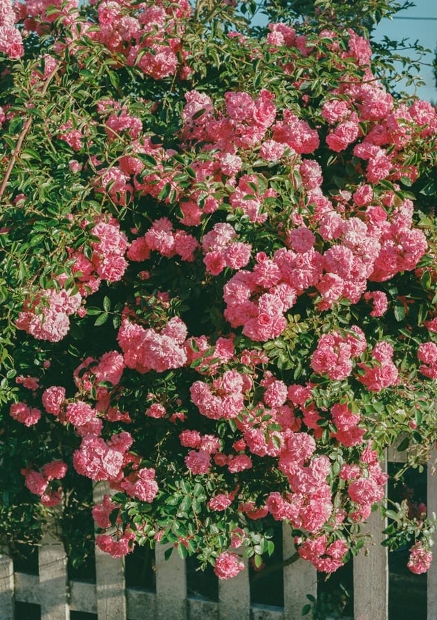 frame