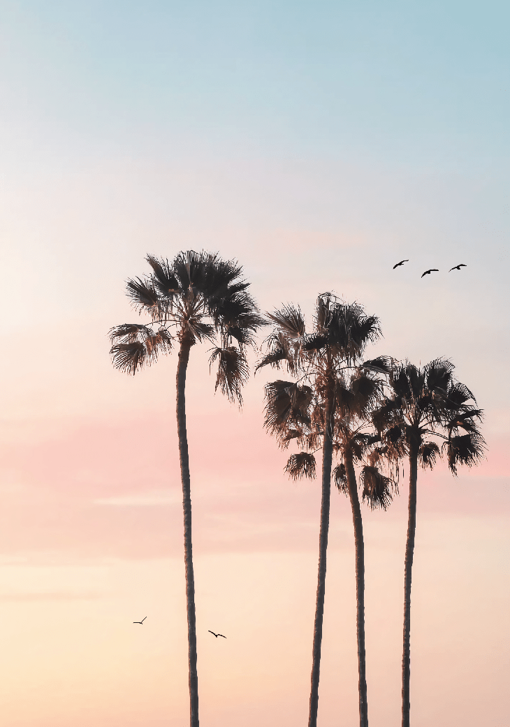Cotton Sunset Photography Paradise Artwork Palm Trees Waall Art Print -frame