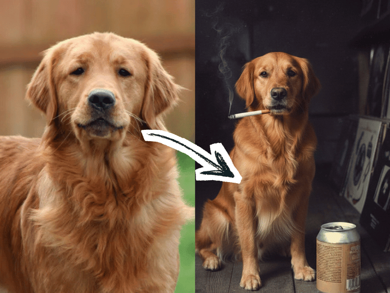 Got that Dog In 'Em Pet Custom Upload Personalised wall - art - picture - poster