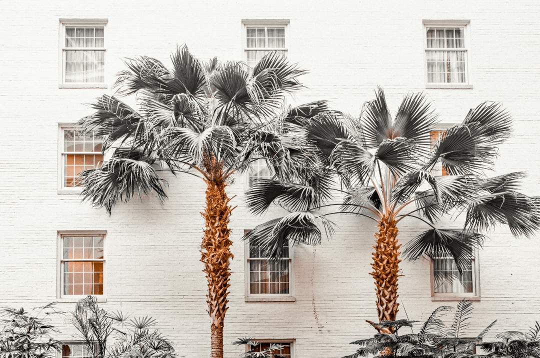 Resort de Palmas Photography frame