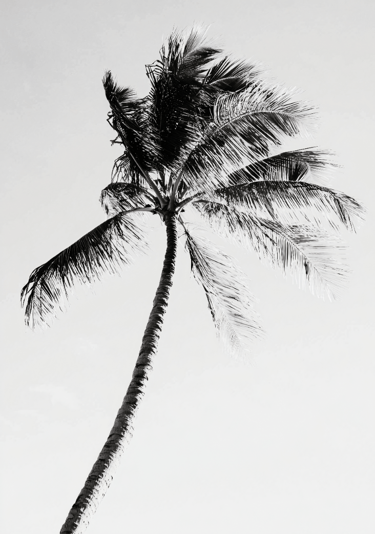 Tropic Noir Coastal Black and White Palm Tree Photography frame